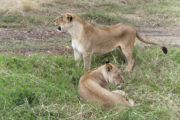 Image showing Two sisters