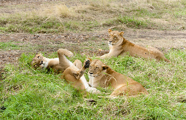 Image showing Three sisters