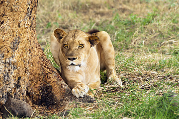 Image showing Lioness