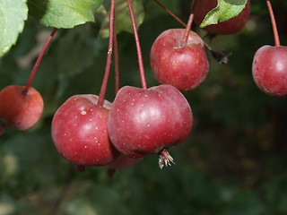 Image showing Wild apple