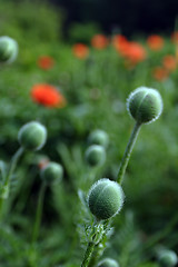 Image showing Flowers, Bud Poppy