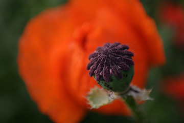 Image showing Flowers, Bud Poppy