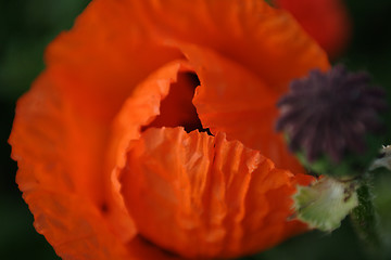 Image showing Flowers, Bud  Poppy