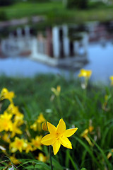 Image showing Flowers, Yellow Lily