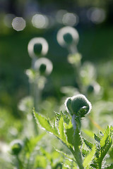 Image showing Flowers, Bud  Poppy