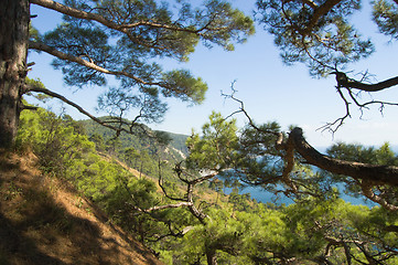 Image showing Sea coast