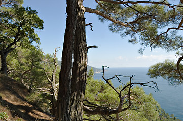 Image showing Sea coast