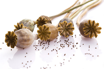 Image showing Poppy seeds and poppy heads 