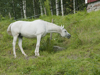 Image showing Horse