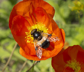 Image showing Fly on the flower