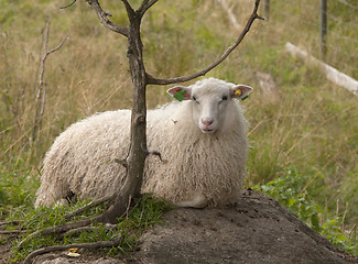 Image showing Sheep