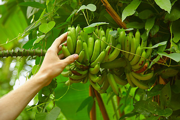 Image showing Inedible small wild bananas in the rainforest