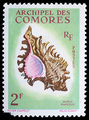 Image showing Stamp printed by COMOROS shows a Murex Ramosus