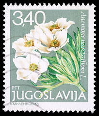 Image showing Stamp printed in Yugoslavia shows Anemone narcissiflora L.