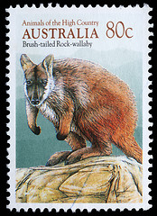 Image showing Stamp printed in Australia shows image of a Brush-tailed Rock-wallaby
