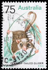 Image showing Stamp printed in Australia shows image of a Feather Tailed Glider