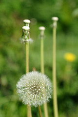 Image showing Flowers, Dandelion