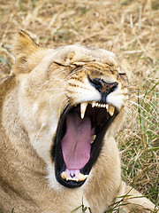 Image showing Lioness show her teeth