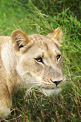 Image showing Portrait of african lioness