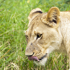 Image showing Lioness