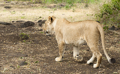 Image showing Lioness walking along road