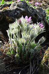 Image showing Pulsatilla flowers