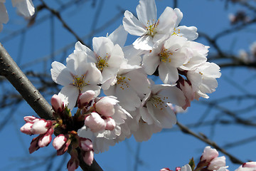 Image showing Close up of fruit flowers