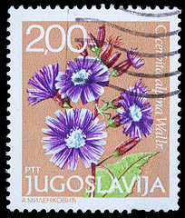 Image showing Stamp printed in Yugoslavia shows Cicerbita alpina Wallr