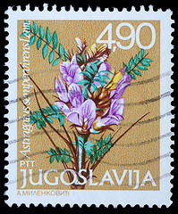 Image showing Stamp printed in Yugoslavia shows Astragalus sempervirens Lam