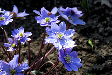 Image showing Purple flowers