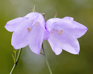 Image showing Bellflower (Campanula) flowers