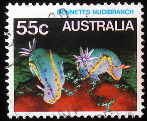 Image showing Stamp printed in Australia shows Bennetts Nudibranch