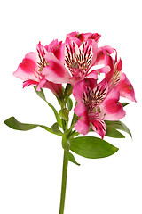 Image showing Lilies bud (alstroemeria)