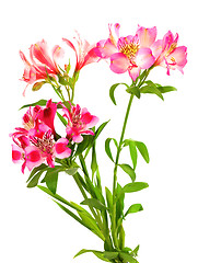 Image showing Bouquet of lilies (alstroemeria)