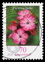 Image showing Stamp printed in the Federal Republic of Germany shows Dianthus carthusianorum