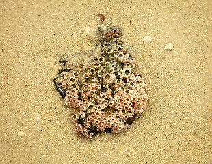 Image showing Stone with balanus on sand