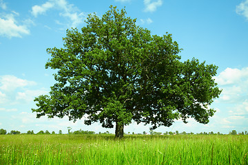 Image showing Tree in a field