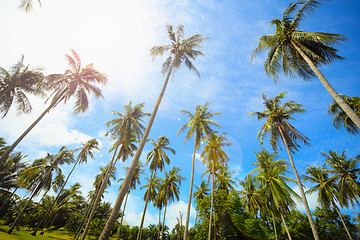 Image showing Coconut palms park