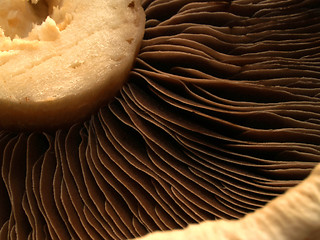 Image showing Mushroom Gills