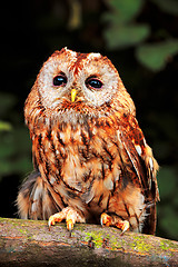 Image showing Tawny Owl (Strix aluco)