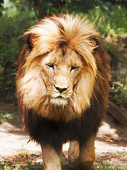 Image showing Lion