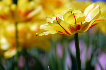 Image showing Flowers, Tulip 