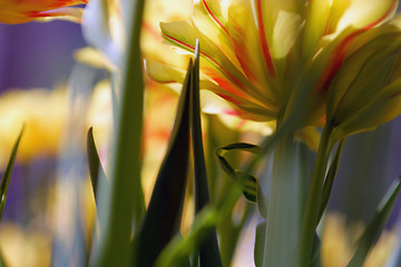 Image showing Flowers, Tulip 