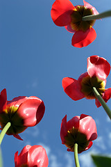 Image showing Flowers, Tulip