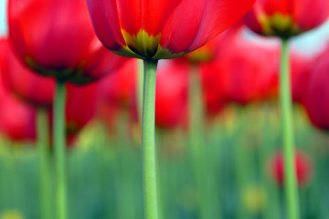 Image showing Flowers, Tulip