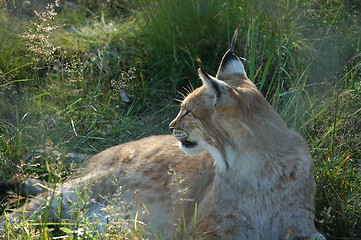 Image showing Relaxed lynx