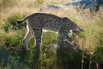 Image showing Lynx with cub