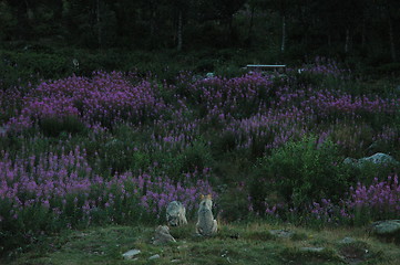 Image showing Three wolves late at night