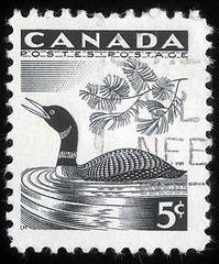 Image showing Stamp printed by Canada, shows Loon