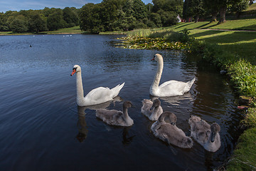 Image showing Swans
